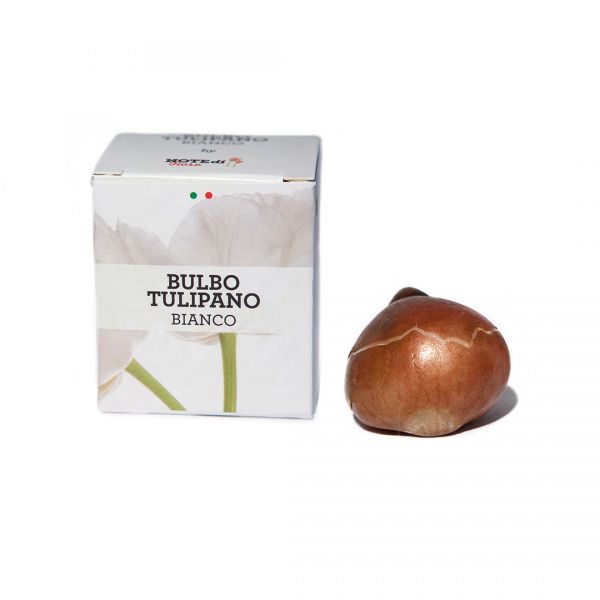 Bulbo di Tulipano Bianco