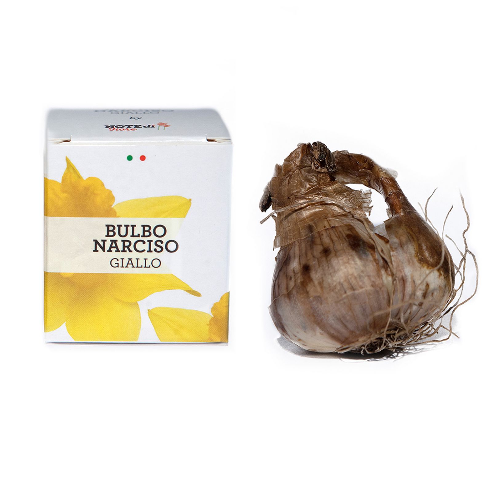 Bulbo di Narciso Giallo