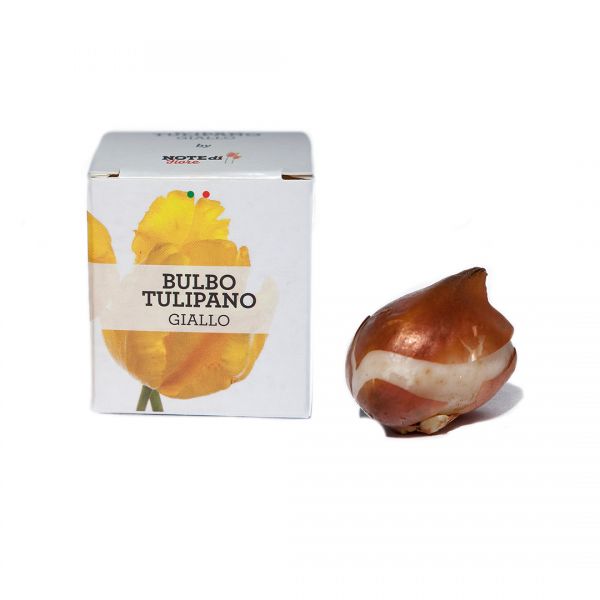 Bulbo di Tulipano Giallo