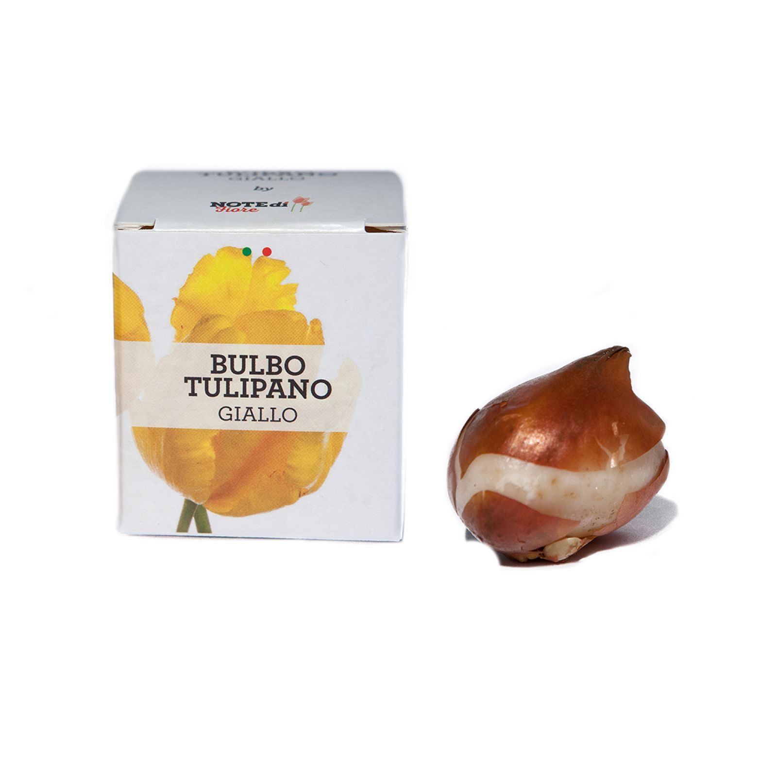 Yellow tulip bulb