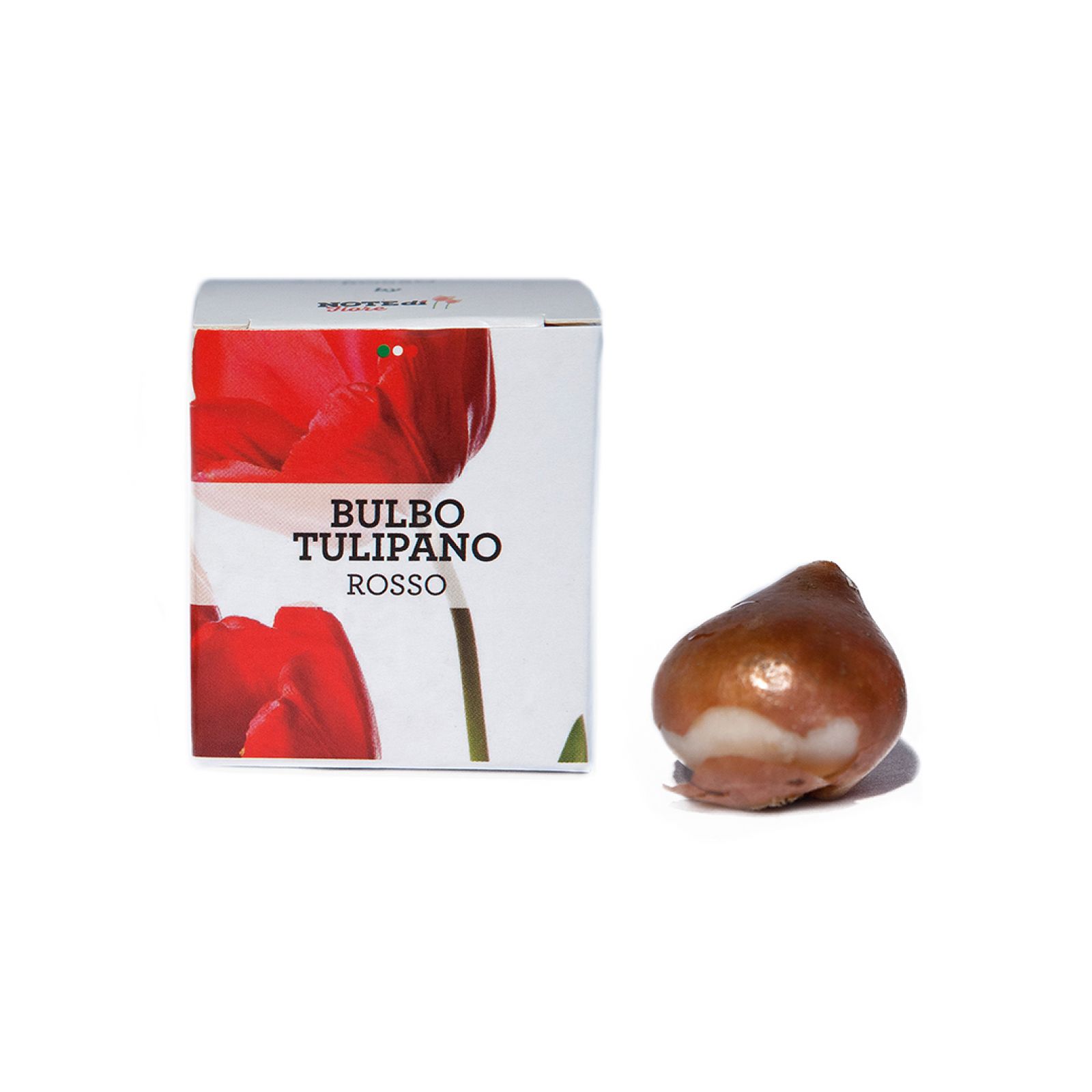 Bulbo di Tulipano Rosso