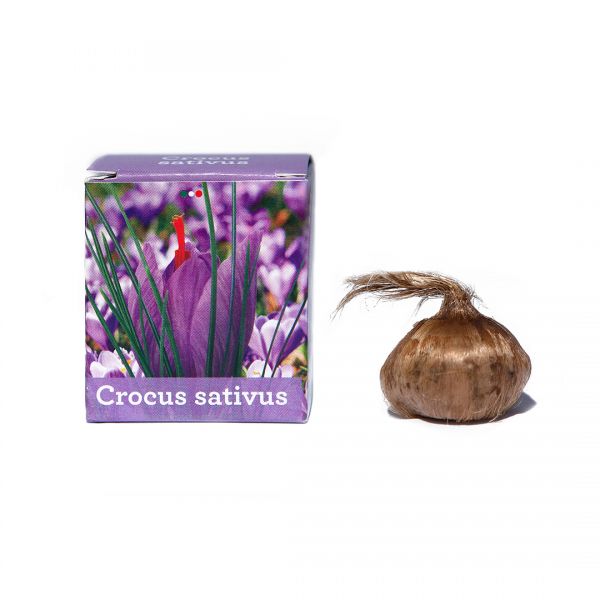 Bulbo Crocus Sativus